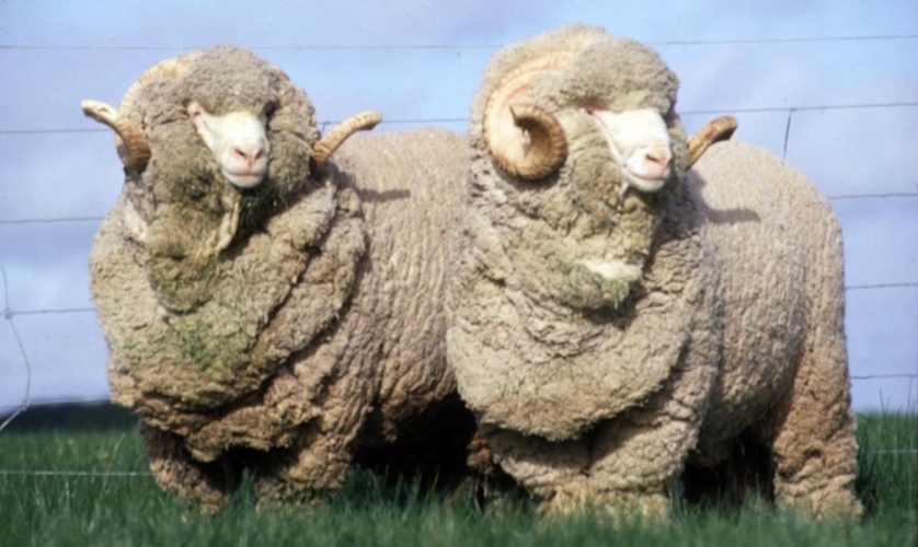 Quels sont les avantages de la laine mérinos?